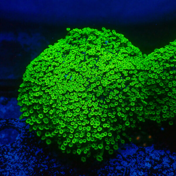 TC Alveopora Minuta Toxic Green Colonia