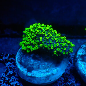 TC Alveopora Minuta Toxic Green