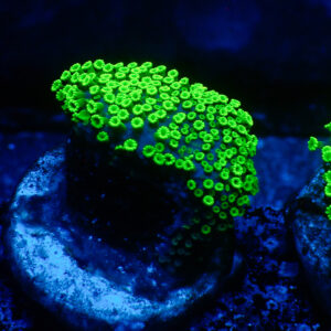 TC Alveopora Minuta Toxic Green