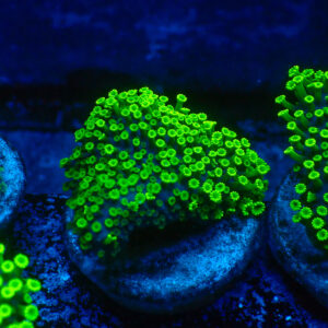TC Alveopora Minuta Toxic Green