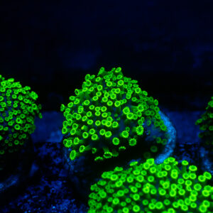 TC Alveopora Minuta Toxic Green
