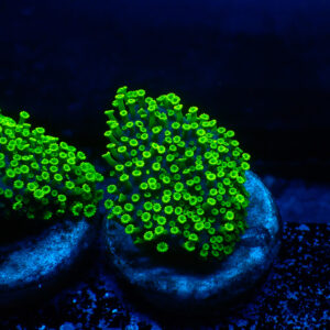 TC Alveopora Minuta Toxic Green