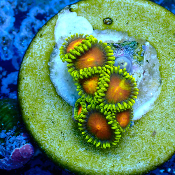 TC Zoanthus Dragon Eyes - Imagen 2
