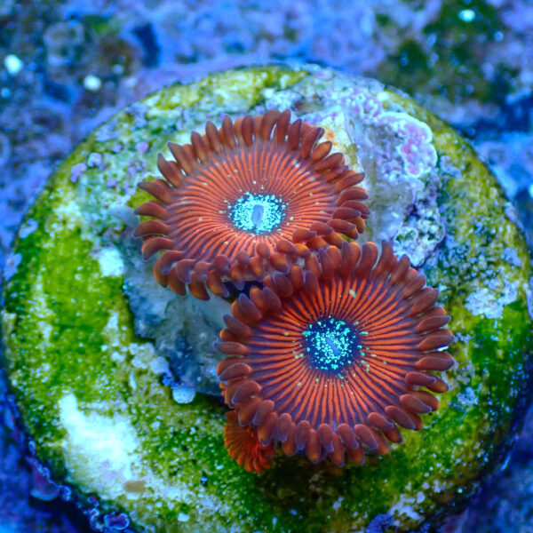 TC Zoanthus Red Magicians - Imagen 2