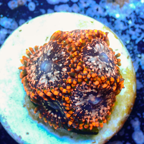 TC Zoanthus Utter Chaos - Imagen 2
