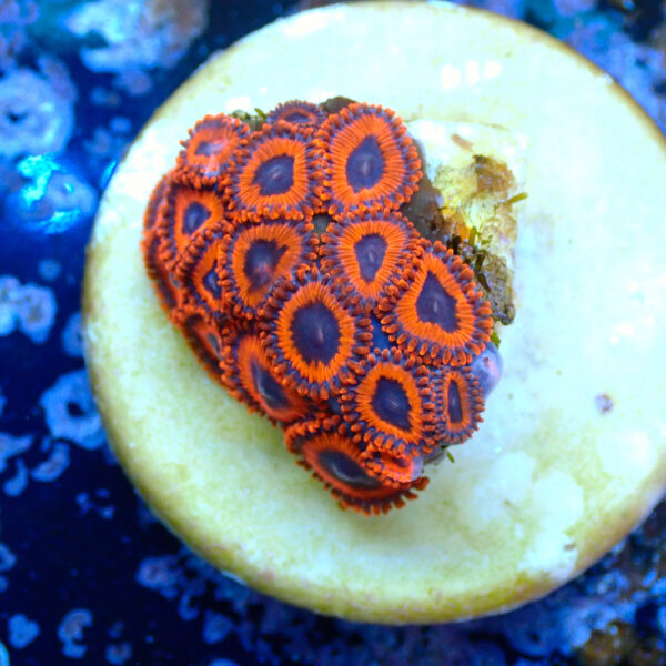 TC Zoanthus Kedd´S Reds - Imagen 2