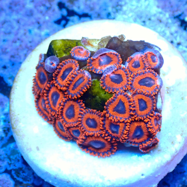 TC Zoanthus Kedd´S Reds - Imagen 2