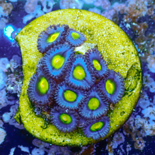 TC Zoanthus AOI - Imagen 2