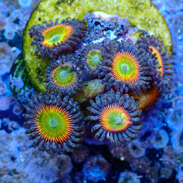 TC Zoanthus Vivid Rainbow - Imagen 2