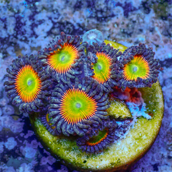 TC Zoanthus Vivid Rainbow - Imagen 2