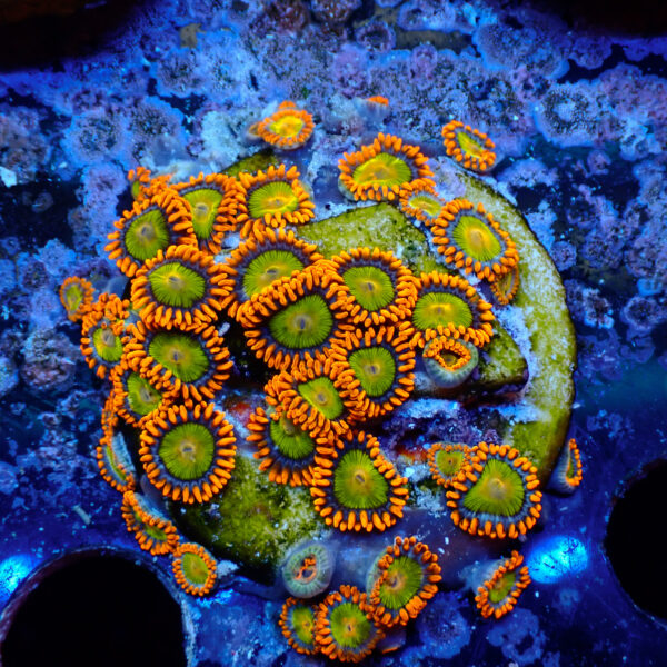 TC Zoanthus Orange Mandarin - Imagen 2
