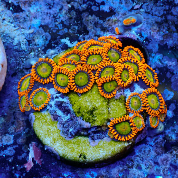 TC Zoanthus Orange Mandarin - Imagen 2