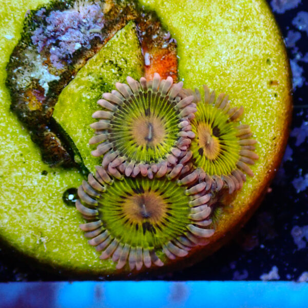 TC Zoanthus Chiquita - Imagen 2