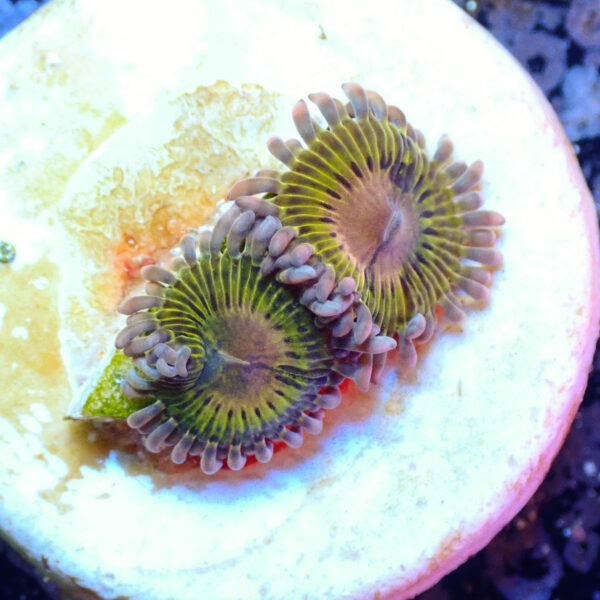 TC Zoanthus Chiquita - Imagen 2