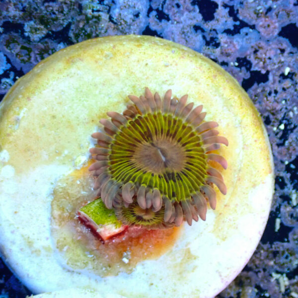 TC Zoanthus Chiquita - Imagen 2
