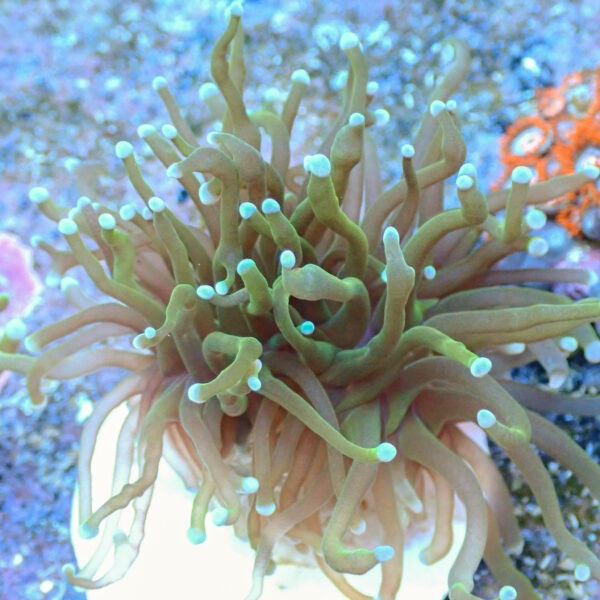 TC Euphyllia glabrecens Holy Guacamole - Imagen 2