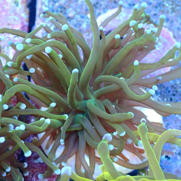TC Euphyllia glabrecens Holy Guacamole - Imagen 2
