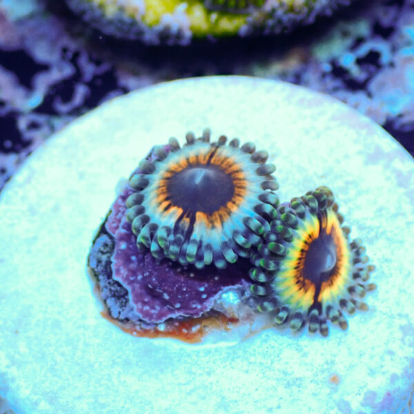 TC Zoanthus Vampire in Drag - Imagen 2