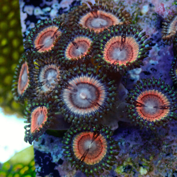 TC Zoanthus Lady Vamp colonia - Imagen 2