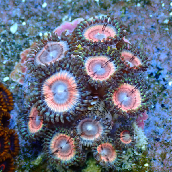 TC Zoanthus Lady Vamp colonia - Imagen 2