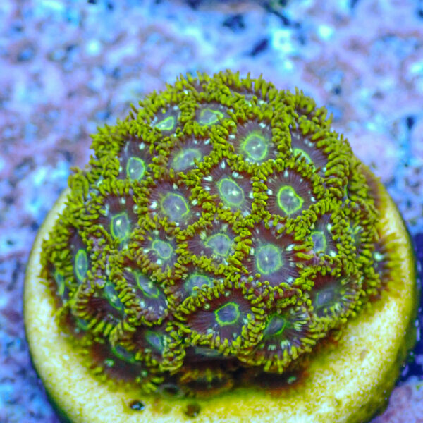 TC Zoanthus Speckled Hornets colonia - Imagen 2