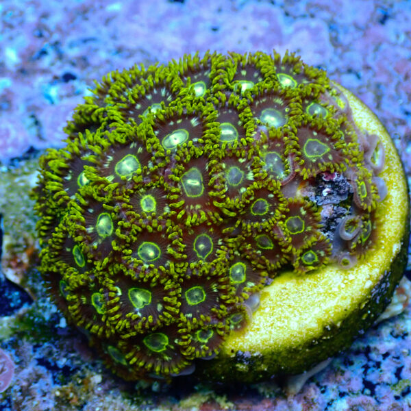 TC Zoanthus Speckled Hornets colonia - Imagen 2