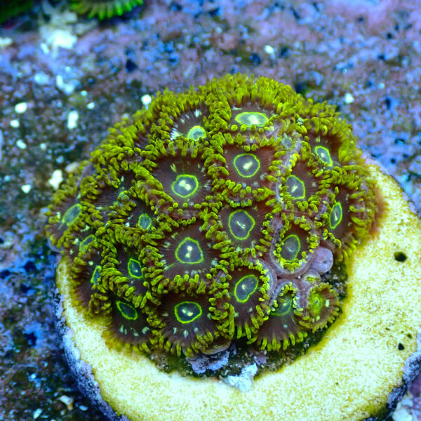 TC Zoanthus Speckled Hornets colonia - Imagen 2