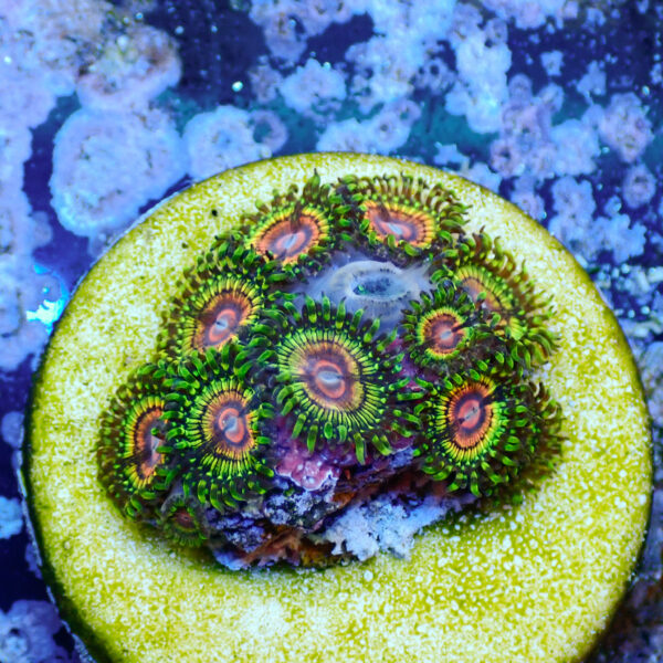 TC Zoanthus Rainbow Eclipse mini colonia - Imagen 2
