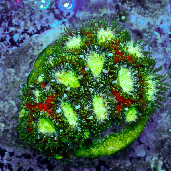 TC Micromussa amakusensis Toxic Mouth colonia - Imagen 2