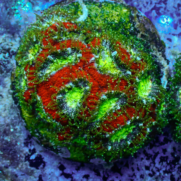 TC Micromussa amakusensis Toxic Mouth colonia - Imagen 2
