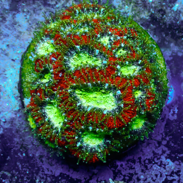 TC Micromussa amakusensis Toxic Mouth Colonia - Imagen 2