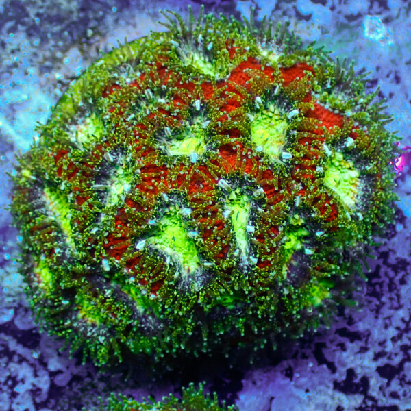 TC Micrmussas amakusensis Toxic mouth Colonia - Imagen 2