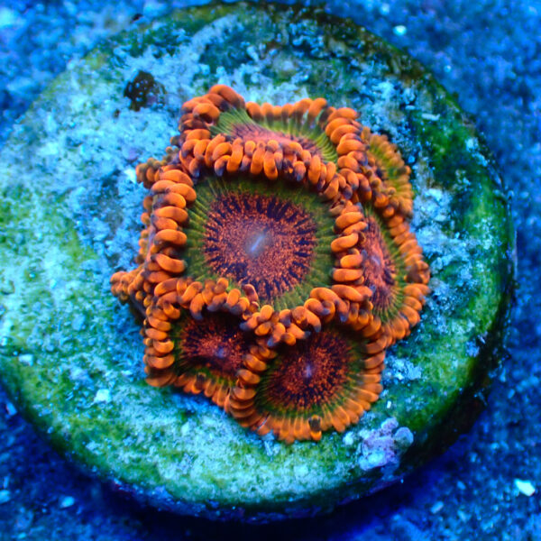 TC Zoanthus Speckled Krakatoa - Imagen 2