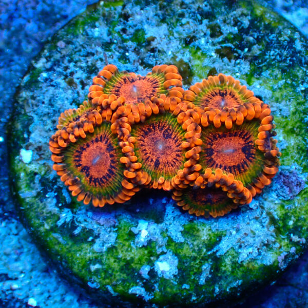 TC Zoanthus Speckled Krakatoa - Imagen 2