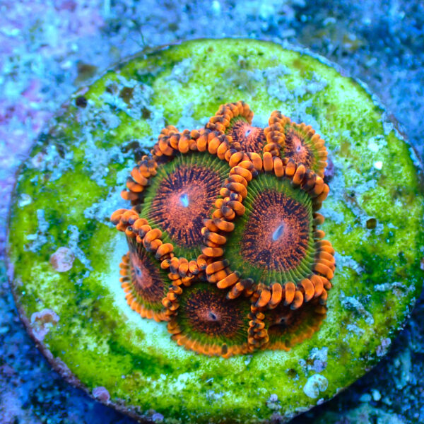 TC Zoanthus Speckled Krakatoa - Imagen 2