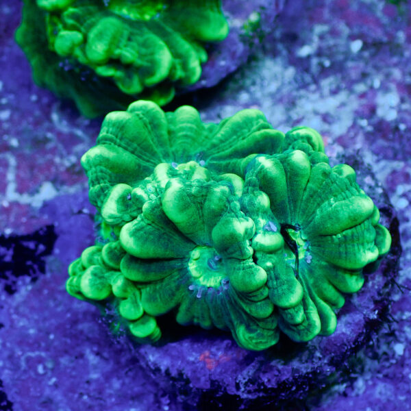 TC Caulastrea Mint - Imagen 2