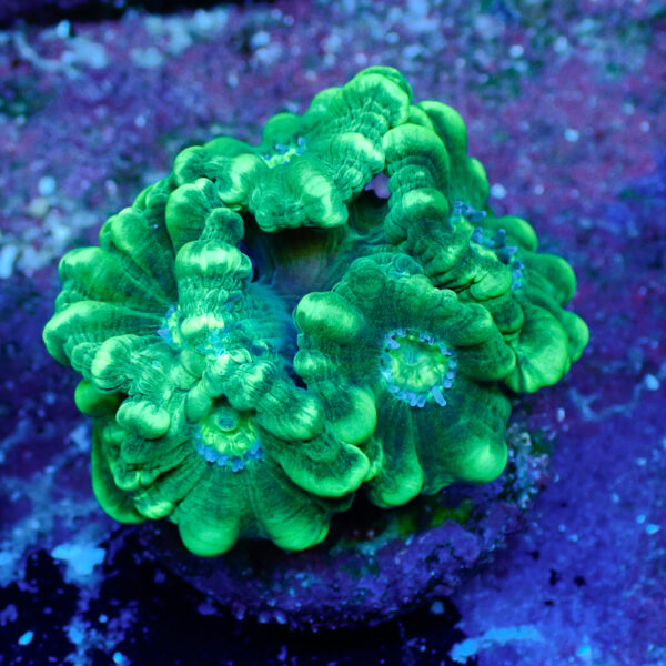 TC Caulastrea Mint - Imagen 2