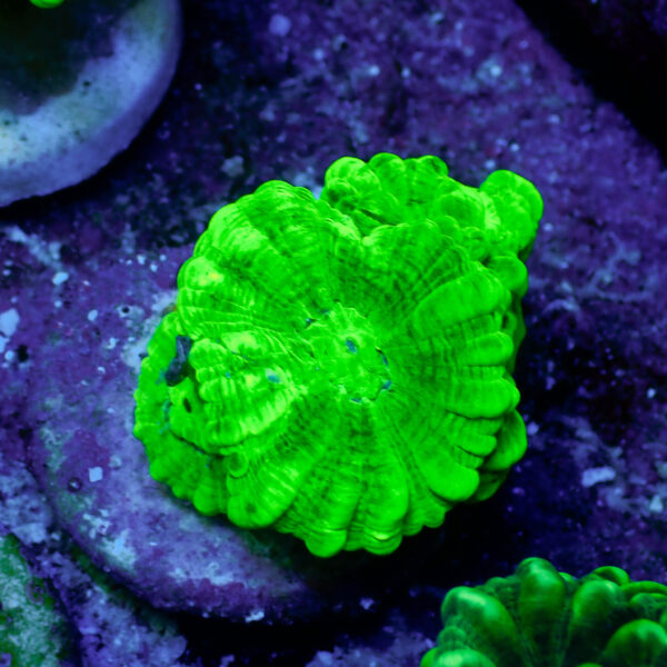 TC Caulastrea Hulk - Imagen 2