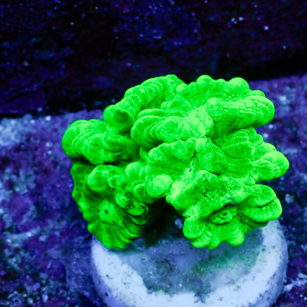 TC Caulastrea Hulk - Imagen 2