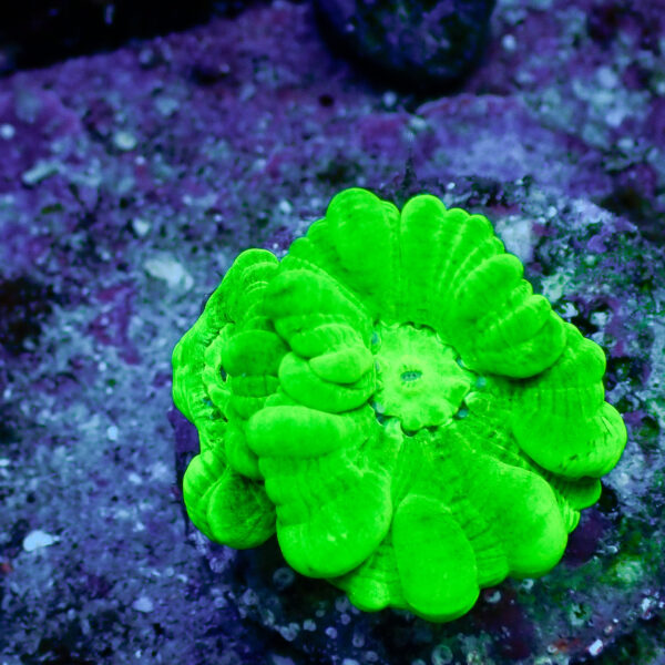 TC Caulastrea Hulk - Imagen 2