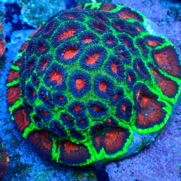 TC Favia Watermelon Colonia XL - Imagen 2