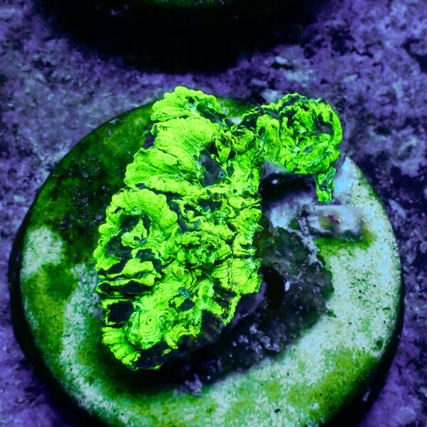 TC Favia Toxic Spill - Imagen 2
