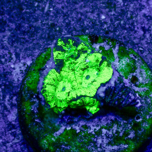 TC Favia Toxic Spill - Imagen 2