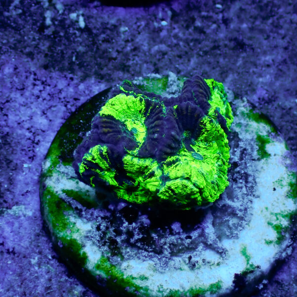 TC Favia Toxic Spill - Imagen 2