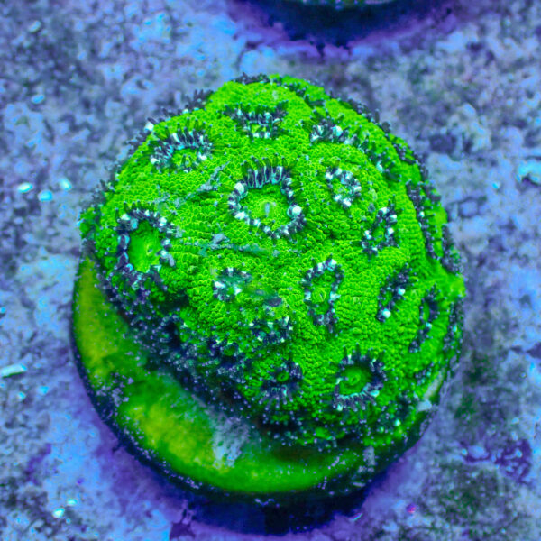 TC Micromussa amakusensis Hulk mini colonia - Imagen 2