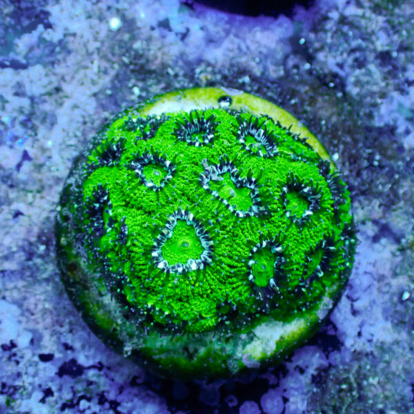 TC Micromussa amakusensis Hulk - Imagen 2