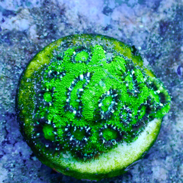 TC Micromussa amakusensis Hulk - Imagen 2