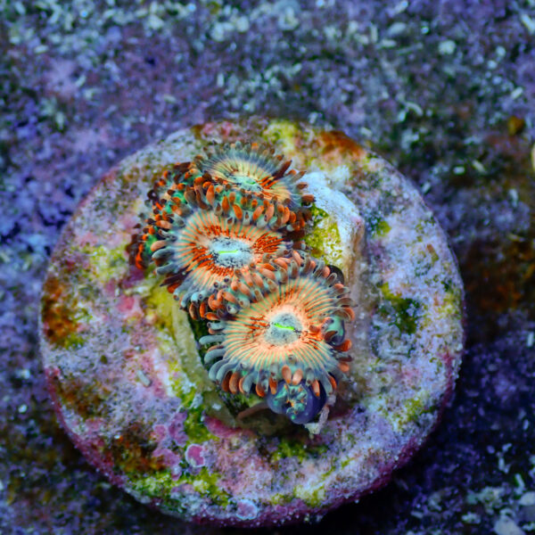 TC Zoanthus Seductions - Imagen 2