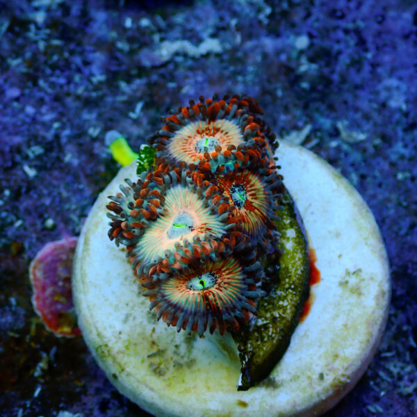TC Zoanthus Seductions - Imagen 2