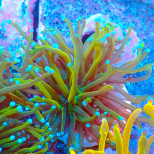 TC Euphyllia glabrecens Holy Guacamole